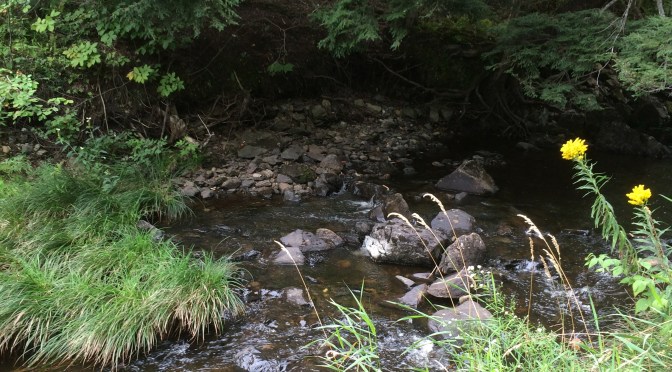 Stuffed Animals and Small Men