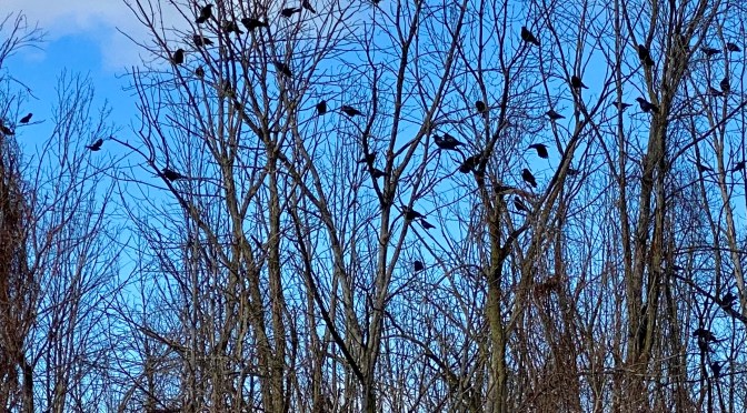 Return, Revenge, Redemption, Randy Johnson