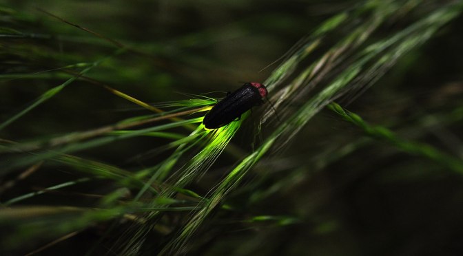 Soundtrack to Living in My Car