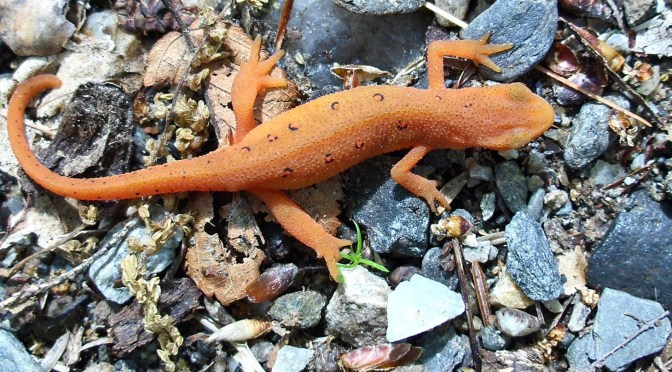 THE SALAMANDER’S PATH